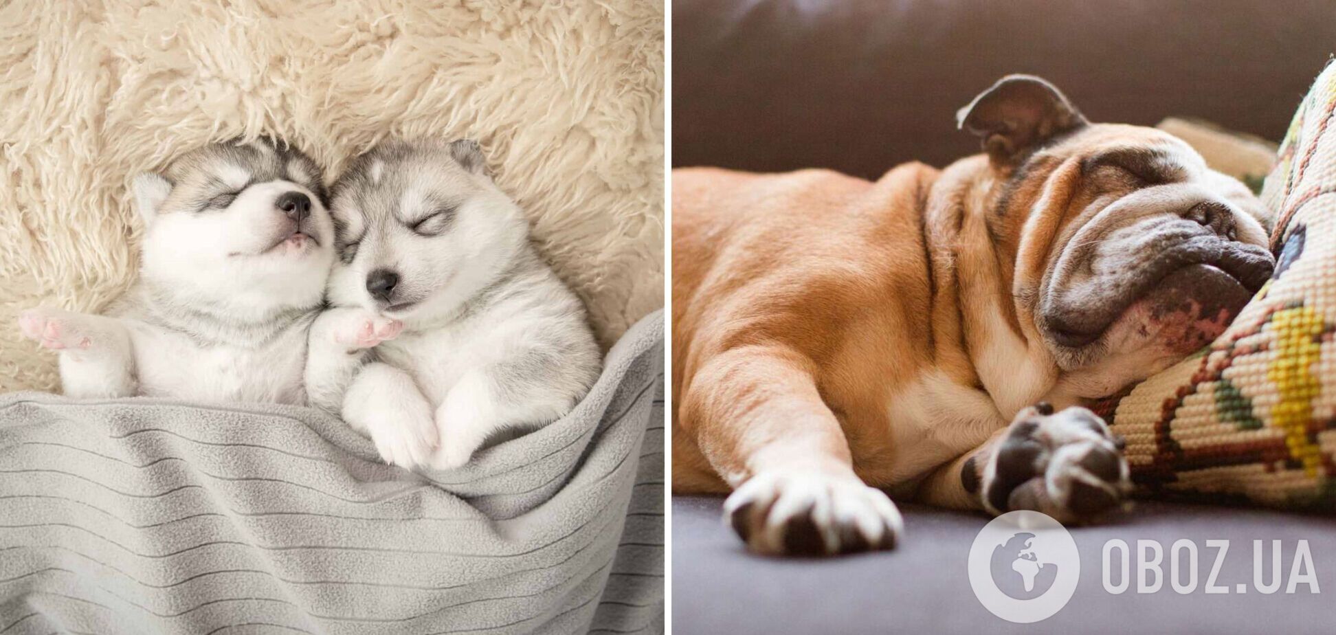 Скільки годин мають спати собаки: відповідь ветеринара
