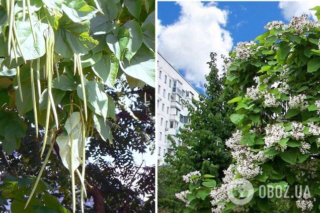 Аромат соцветия похож на каштановый и несколько яблочный.