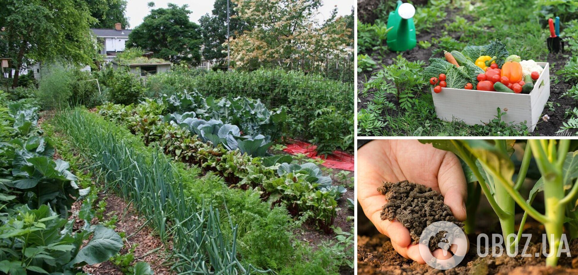 Підживлення, від якого рослини ростуть як скажені: простий рецепт