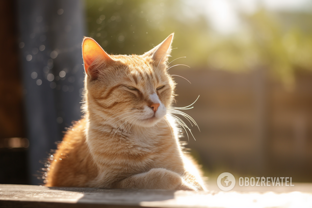 Котам становится еще жарче: какую ошибку владельцы животных часто допускают летом