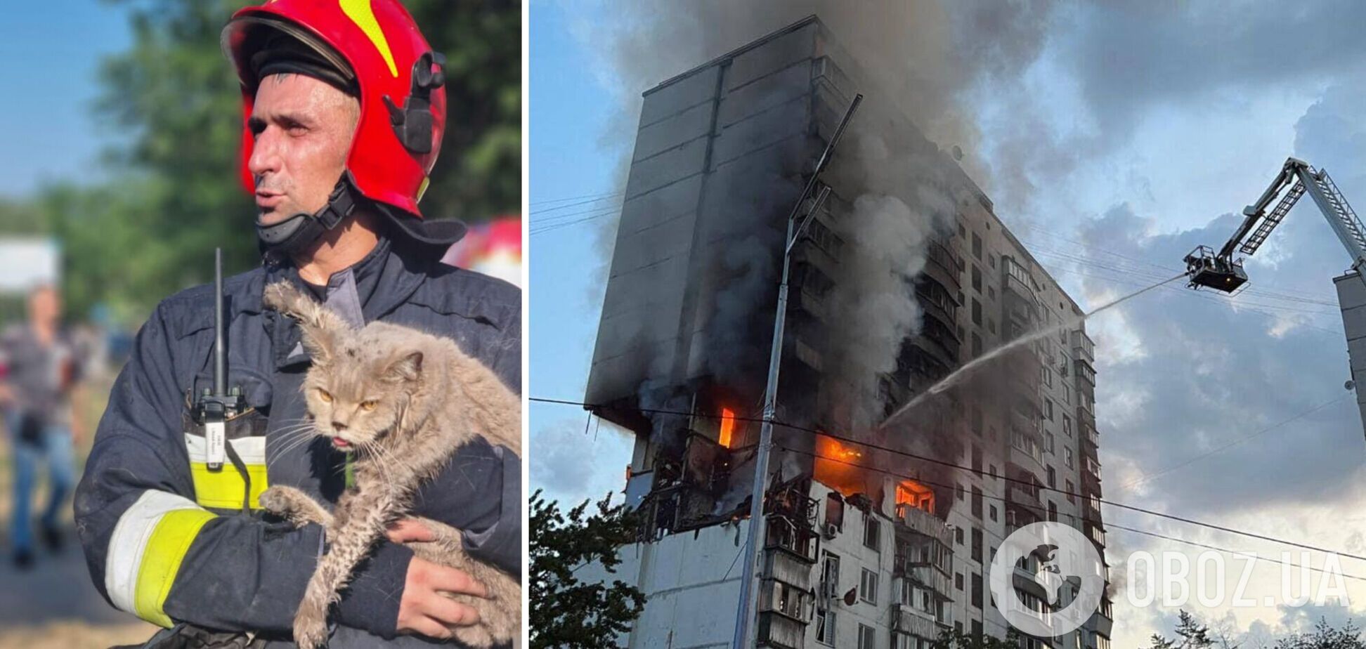 Животное отдали владелице