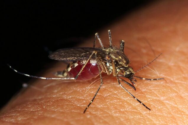 Почему некоторые люди являются магнитами для комаров и как обмануть насекомых: факты от ученых