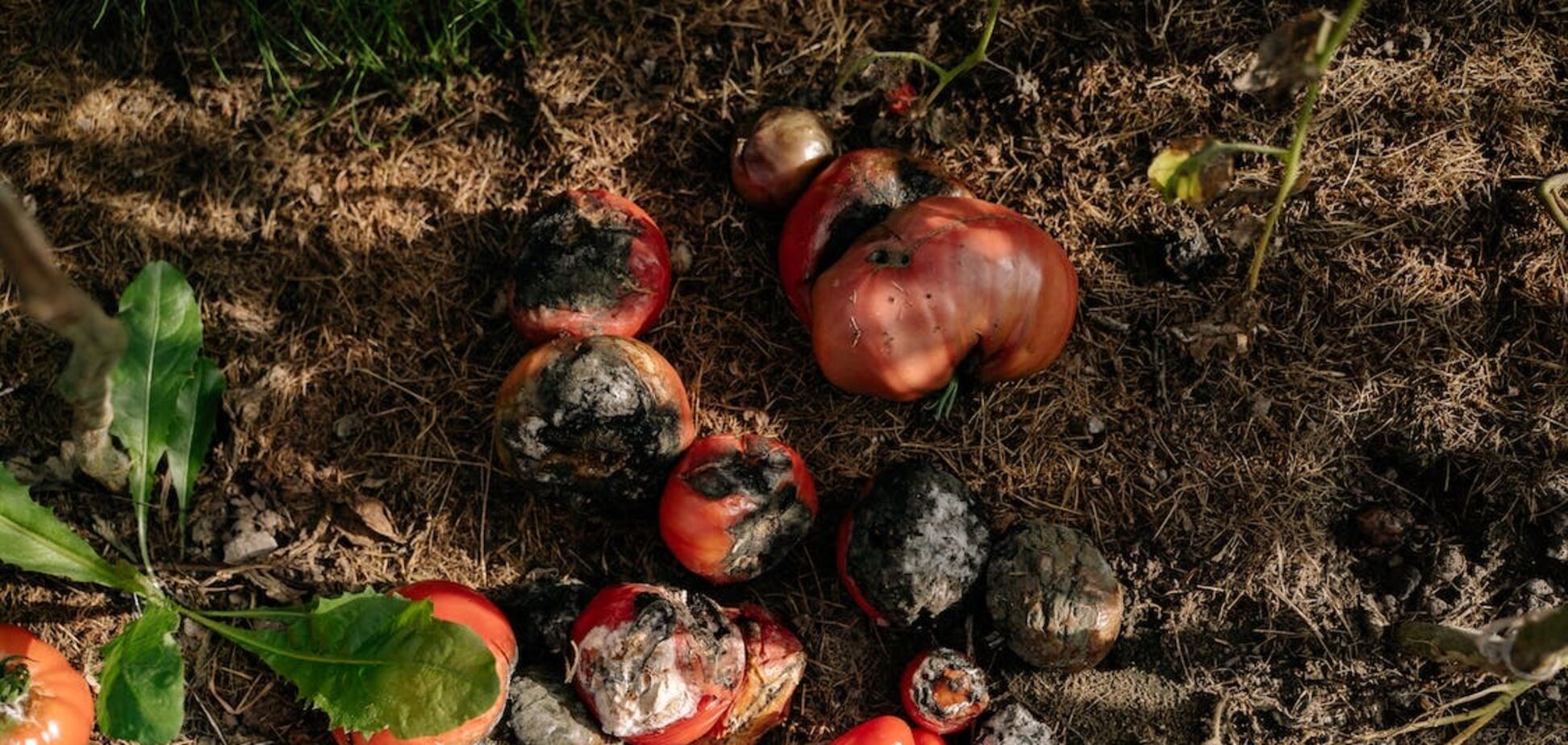 Як запобігти гнилі на помідорах: способи профілактики чорних плям
