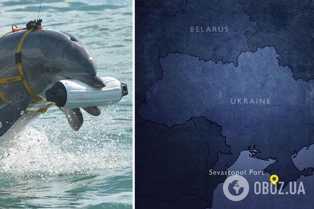 Розвідка Британії пояснила, навіщо РФ збільшила кількість бойових дельфінів у Севастополі