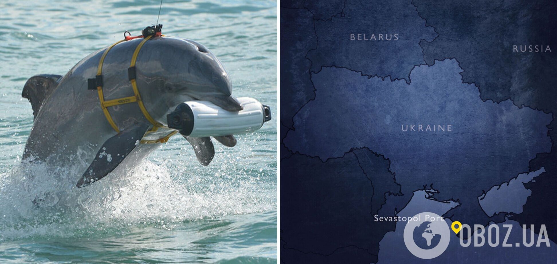 Разведка Британии объяснила, зачем РФ увеличила число боевых дельфинов в Севастополе