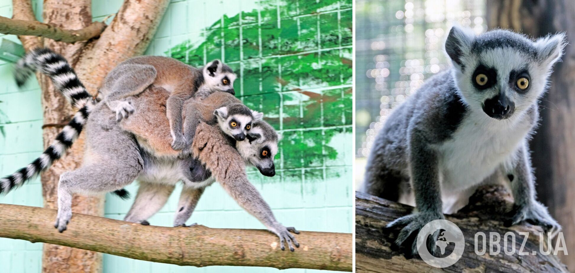 Пополнение в семье кошачьих лемуров
