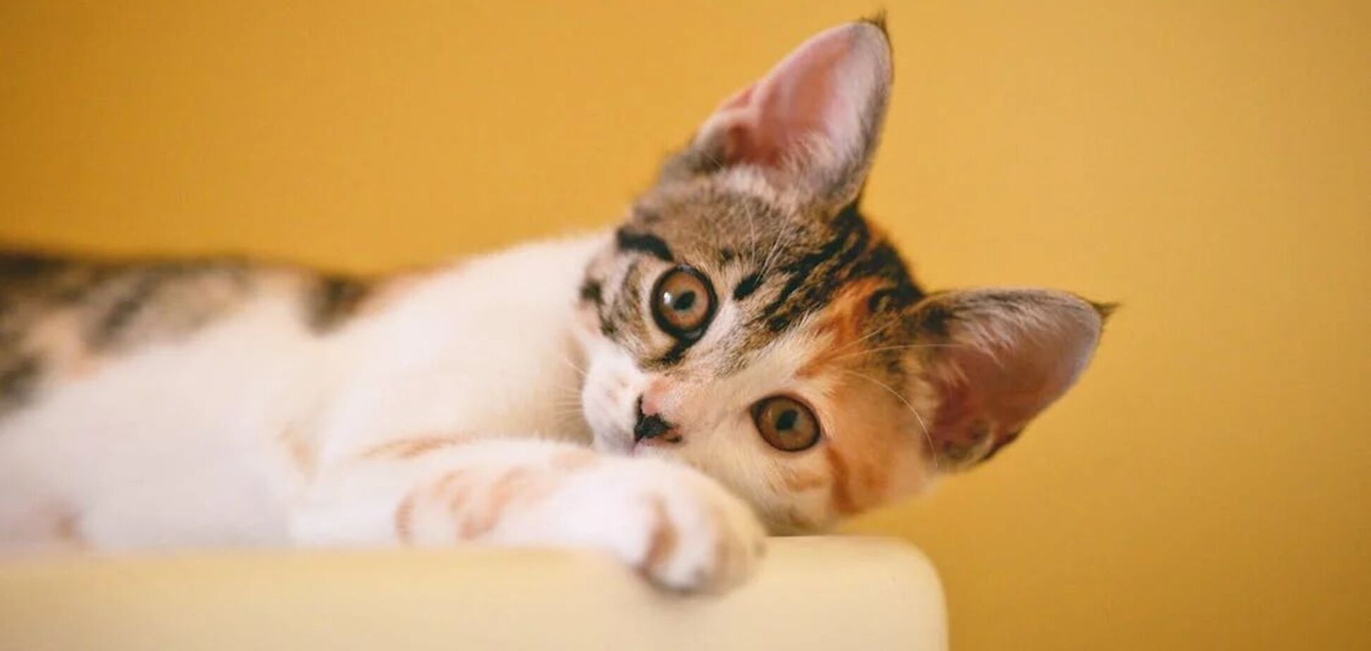 Чому коти вигинають спину: причини, про які ви не знали