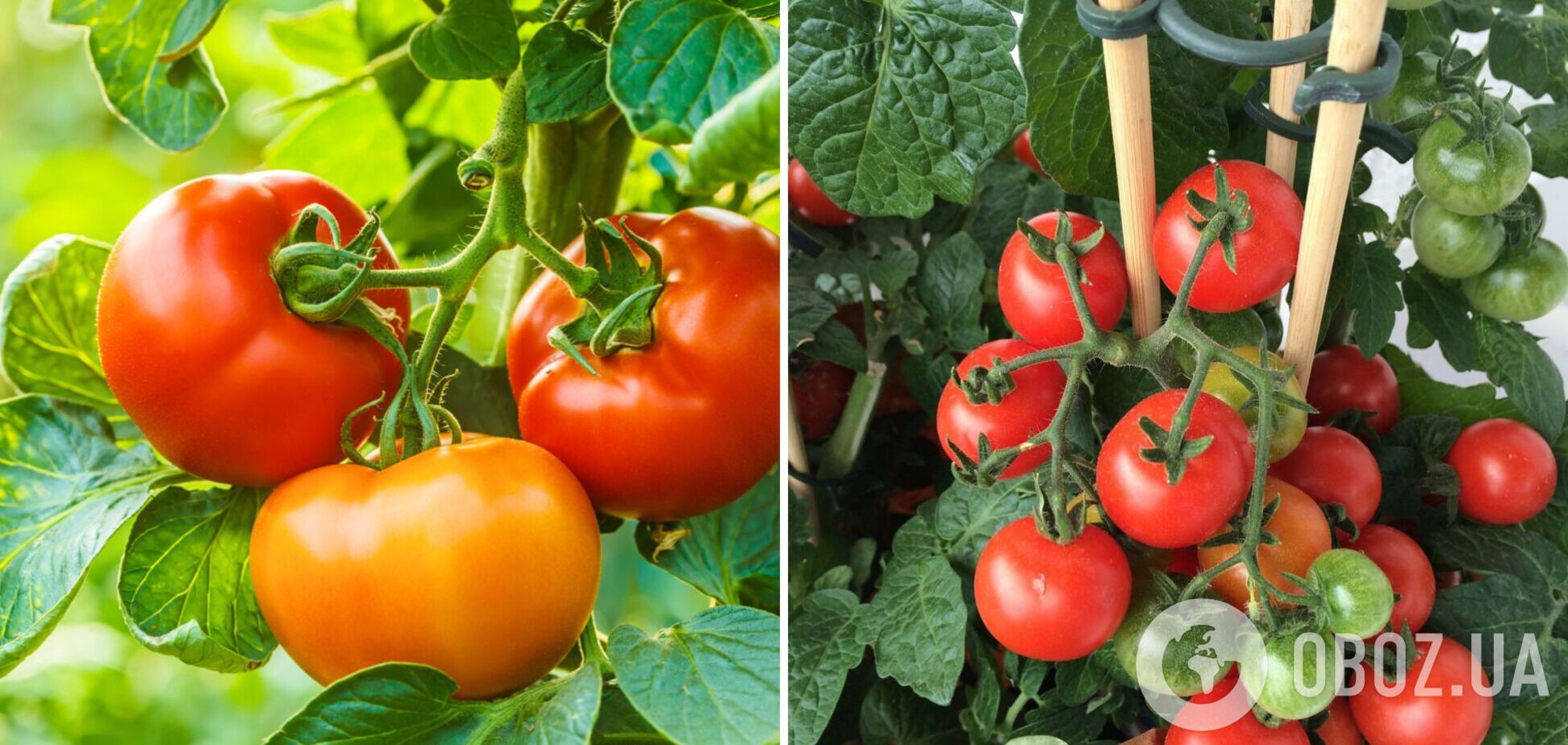Як зробити, щоб помідори швидше дозріли: прості способи