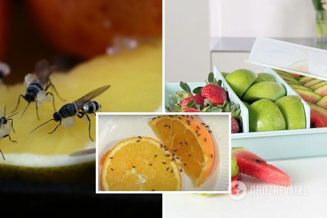 Как предотвратить появление плодовых мушек в доме: летние советы