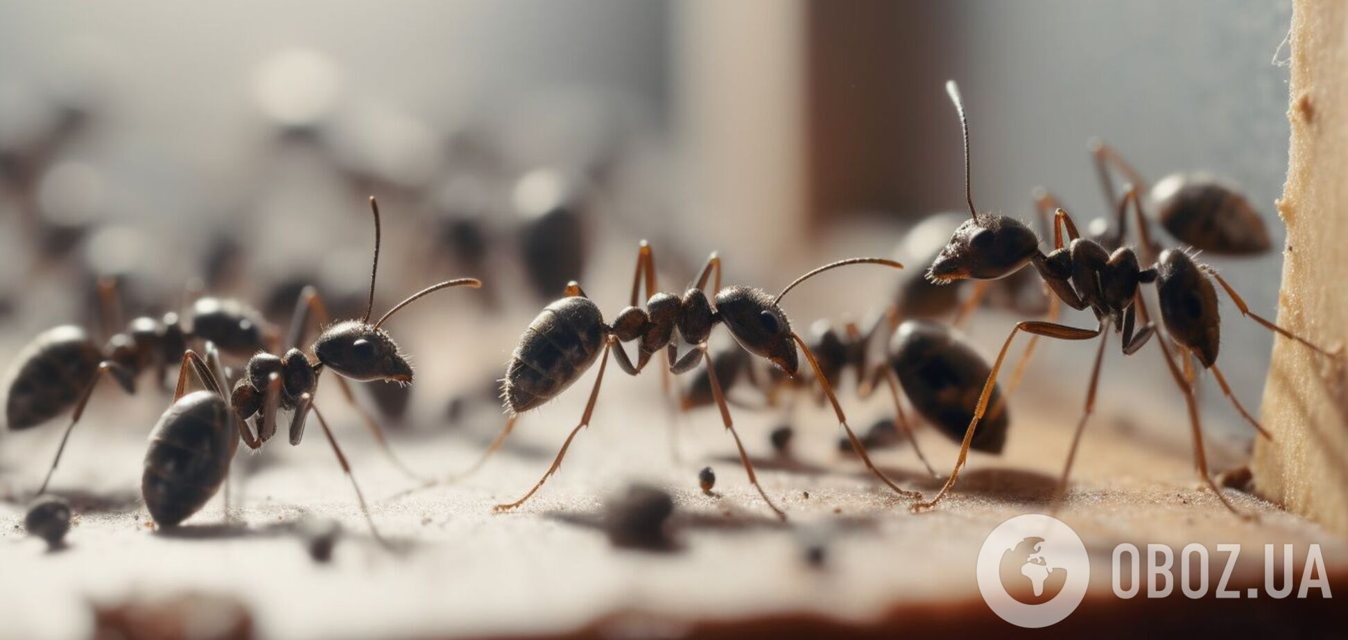 Як позбутися мурашок у будинку: врятує продукт, що є на кожній кухні