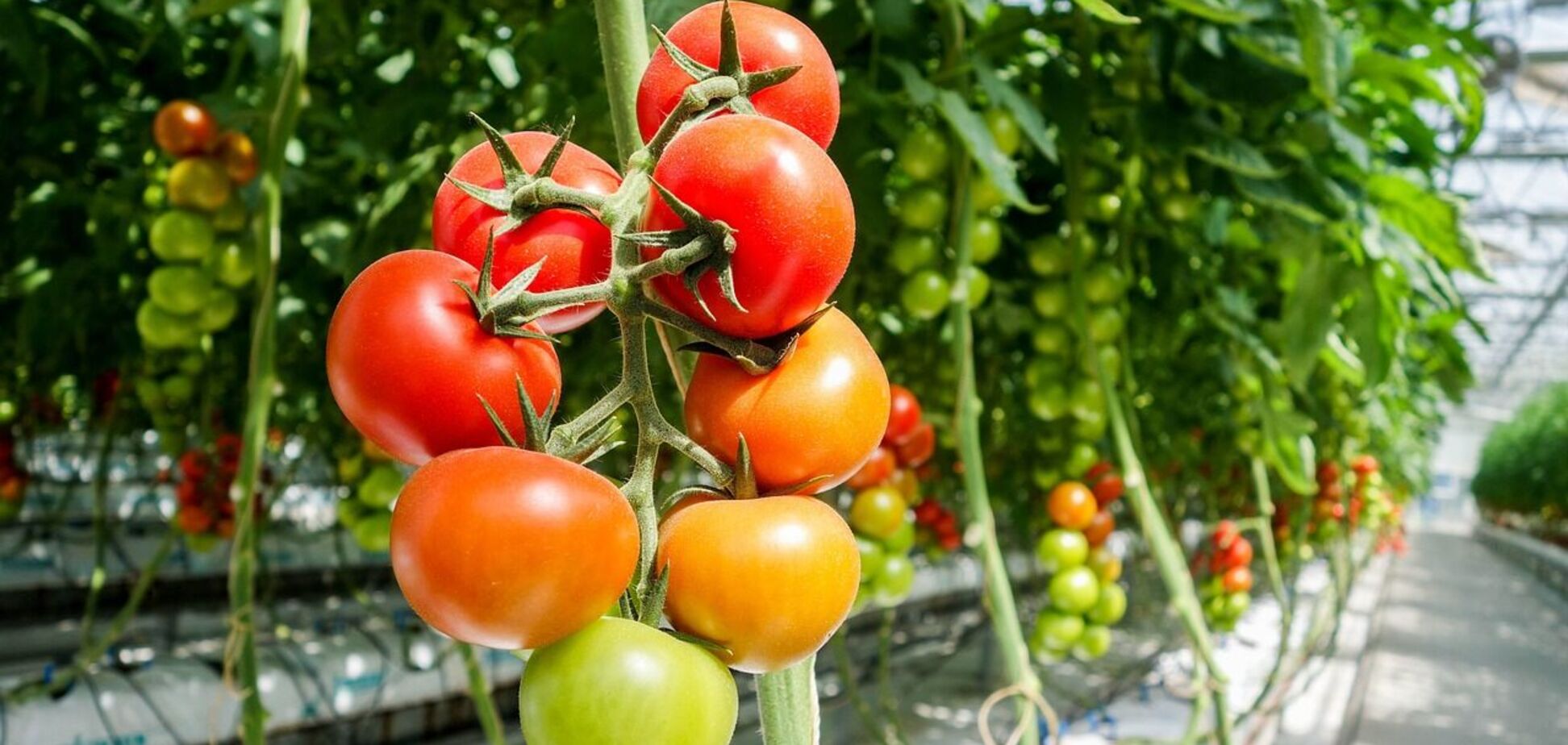 Що робити, якщо тріскаються помідори: поради для вирощування у теплиці