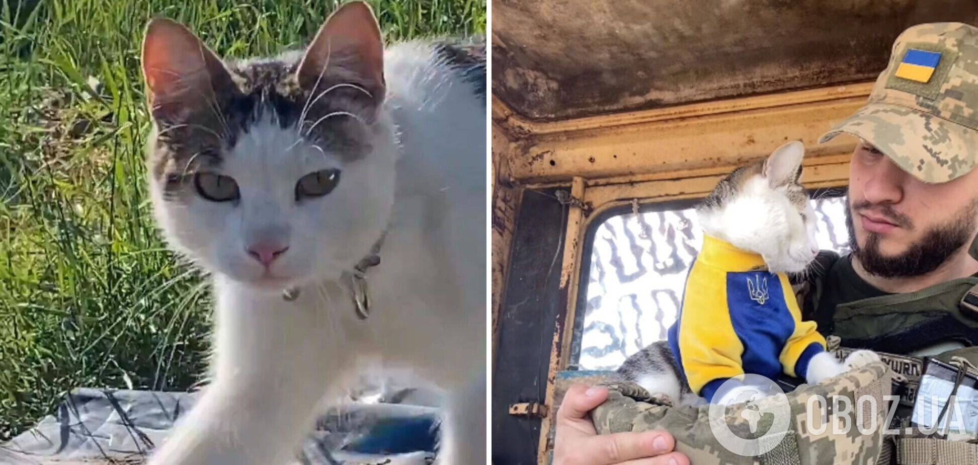 'Это разбивает сердце': в Одесской области исчез боевой котик 'Шайба', военный попросил о помощи. Фото