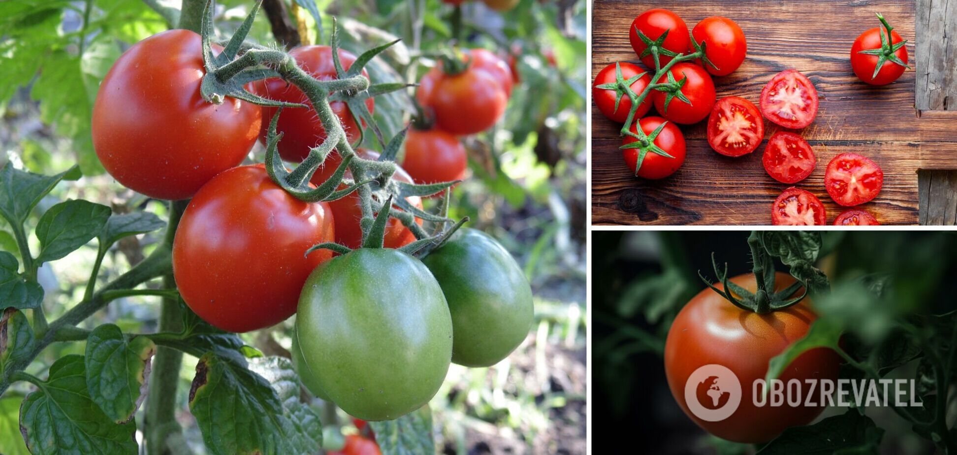 Когда пора срывать помидоры: легко определить за кожурой