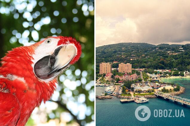 Подчинение британской короне и благочестие: 10+ фактов о Ямайке, которые вы не знали