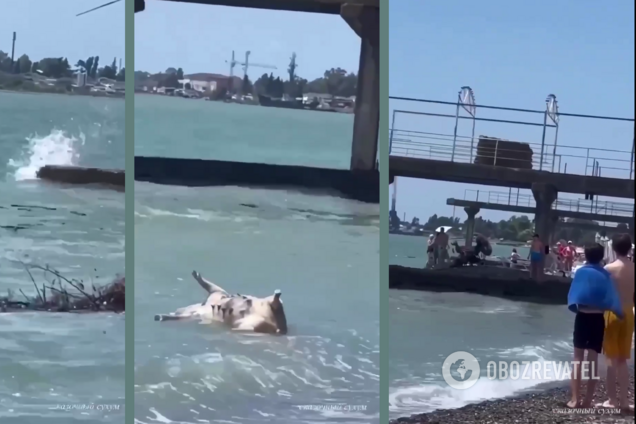 Последствия подрыва Каховской ГЭС россиянами: трупы животных из Херсона прибило к побережью Абхазии. Видео