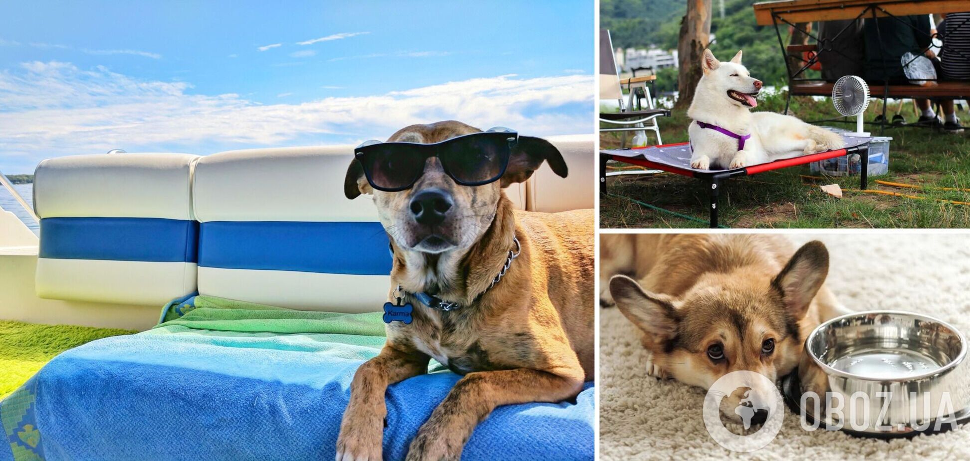 Какие собаки быстро перегреваются на солнце и не могут контролировать температуру: список