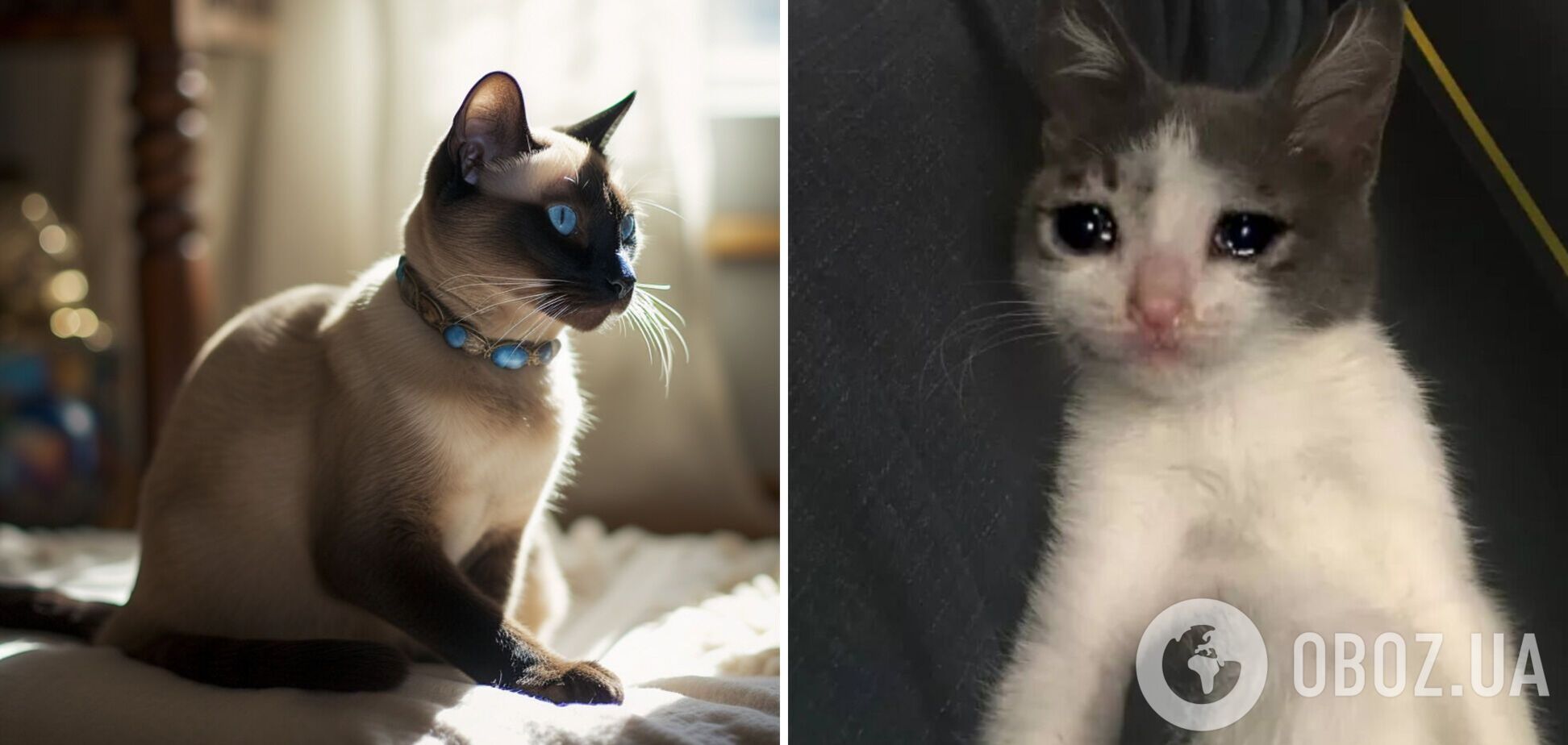 Могут ли коты плакать: как распознать, что животное расстроено