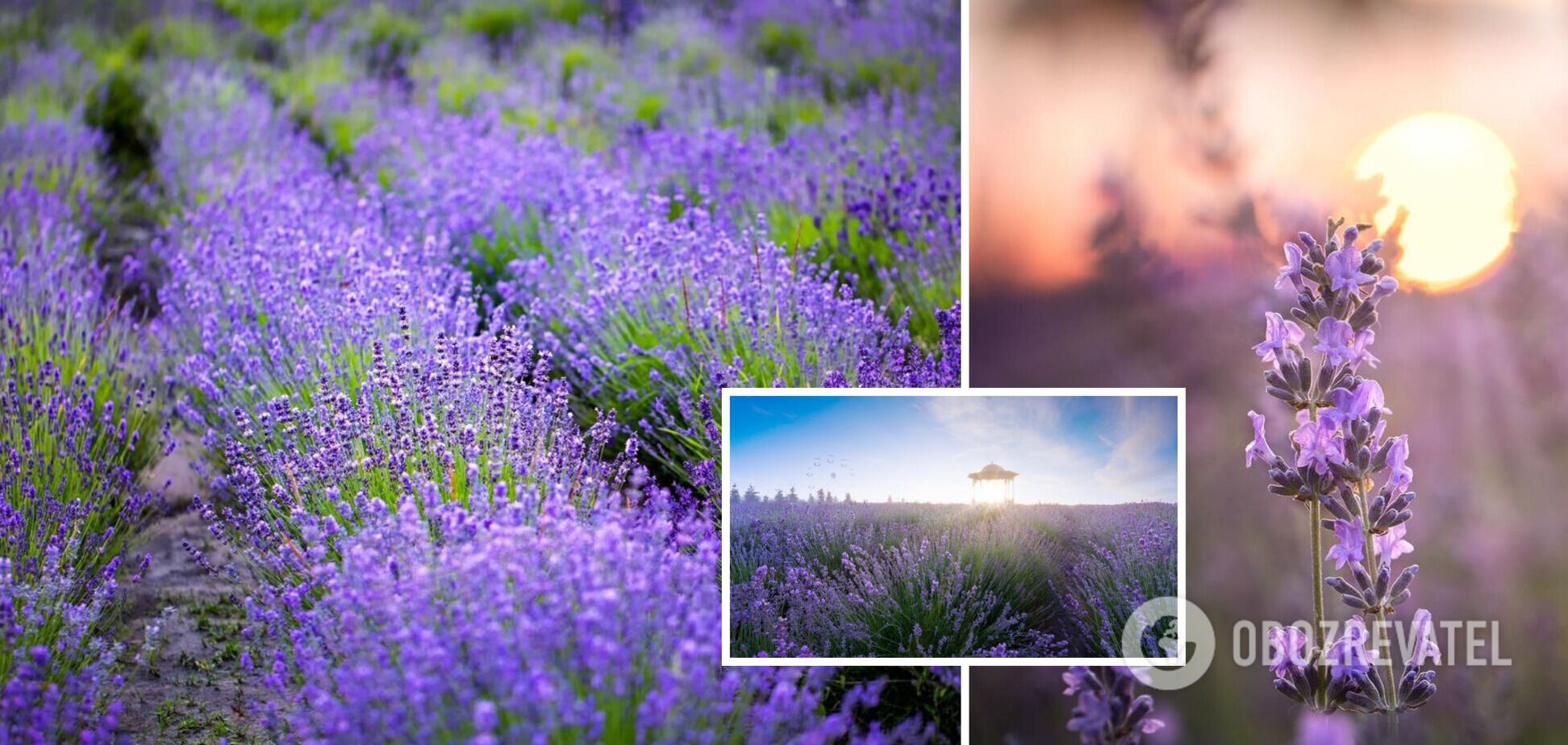 У Добропарку будуть цвісти лавандові поля