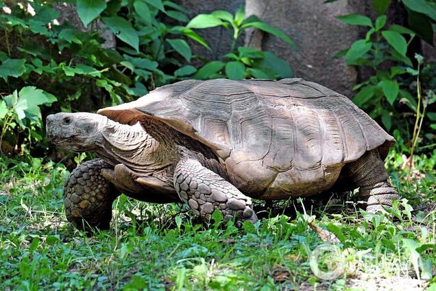 У пресмыкающихся есть целый луг разнотравья и освежающий бассейн