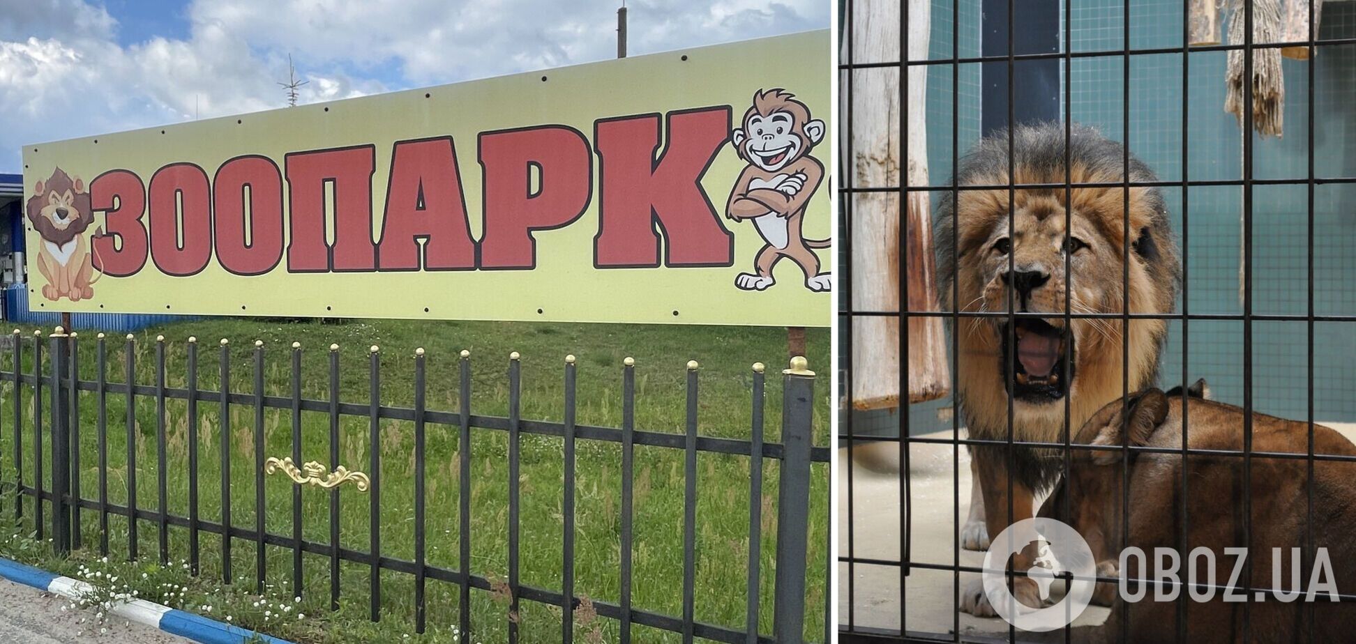 На Полтавщині у приватному зоопарку лев покусав чоловіка: він у реанімації