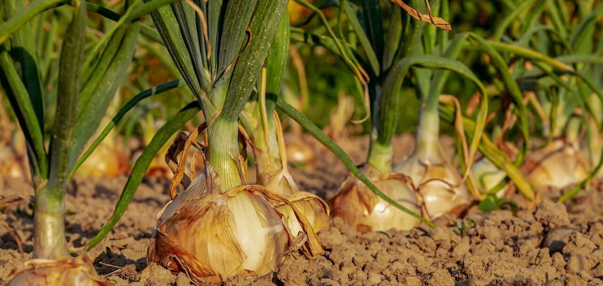 Чим не можна підживлювати цибулю: урожаю не побачите
