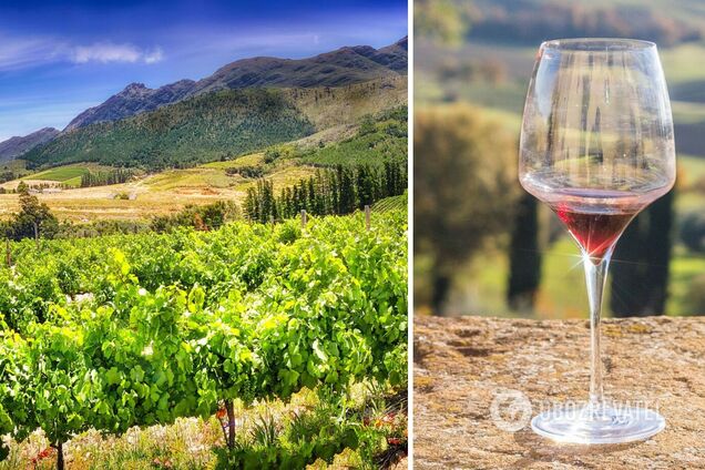 Подорож з родзинкою: найкращі виноробні регіони світу