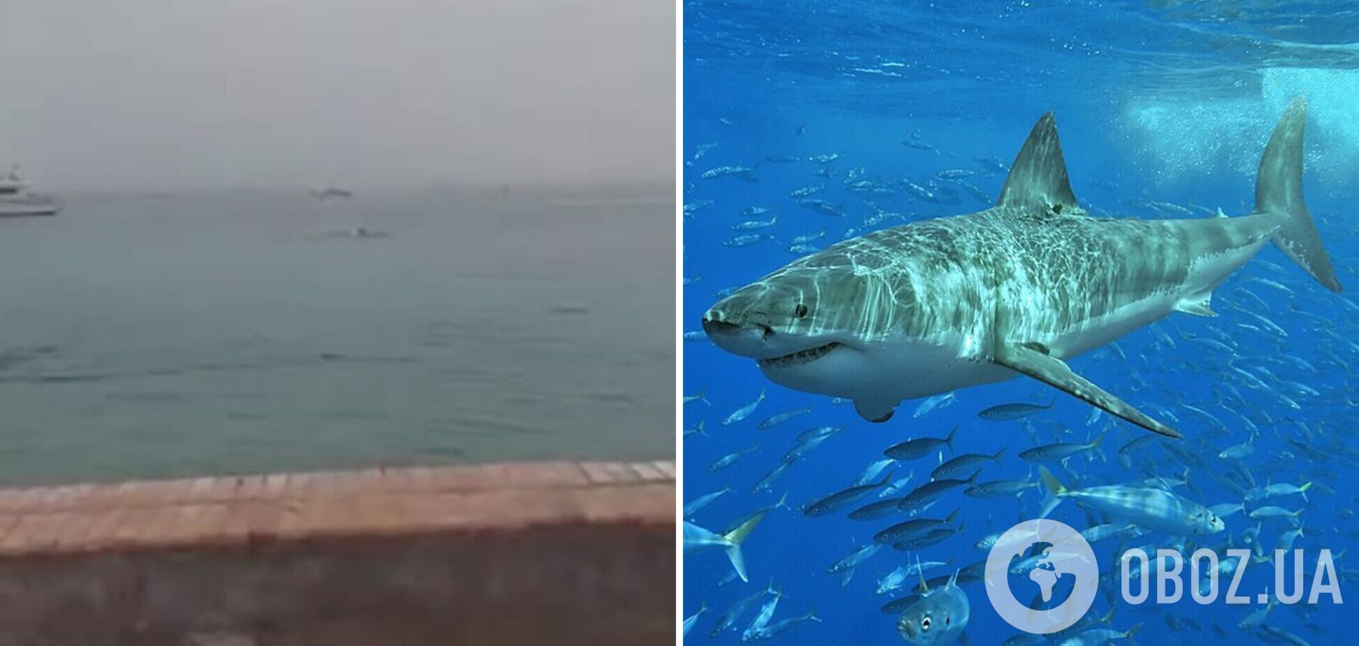 У Єгипті через напад акули загинув громадянин РФ. Відео 18+