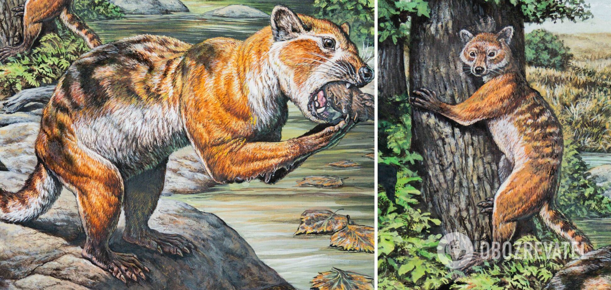 Скелет удивительного кото-выдро-медведя собрали впервые после десятилетий исследований