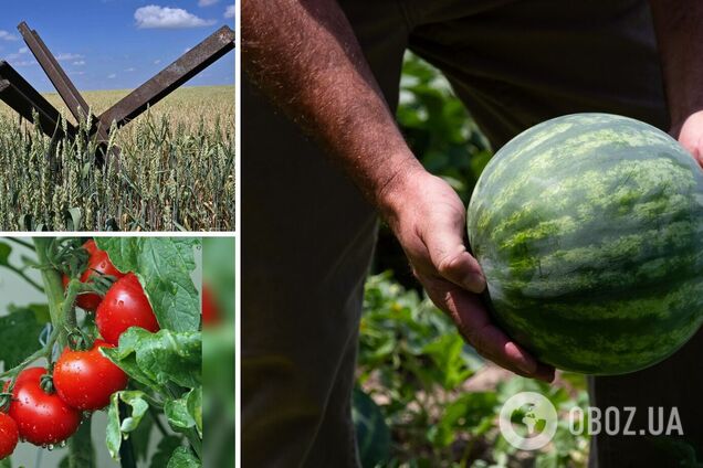 Херсонские арбузы и помидоры исчезнут: что ждёт украинский рынок после катастрофы на Каховской ГЭС