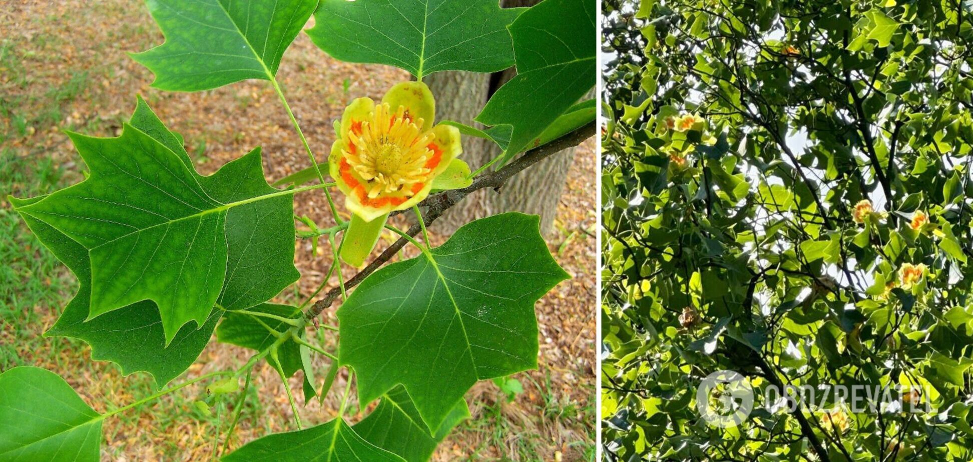 Пик цветения ожидается на выходных