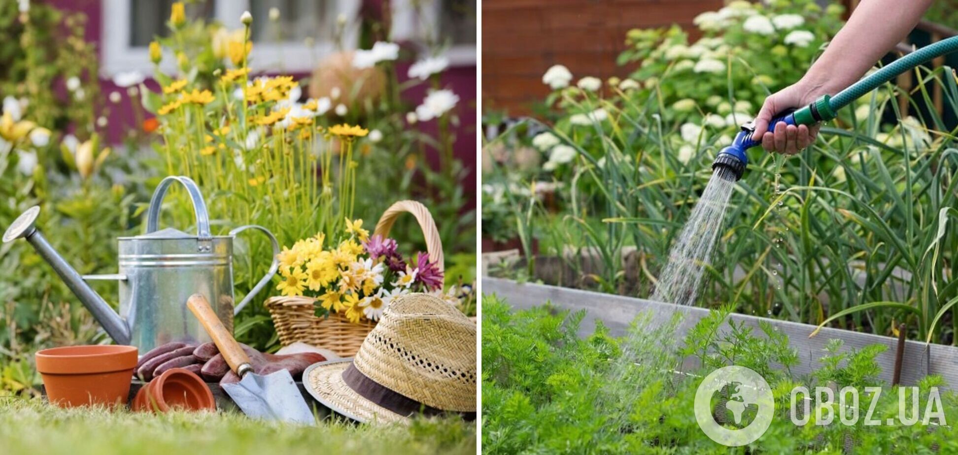 Коли і як часто треба поливати овочі на городі: головні правила