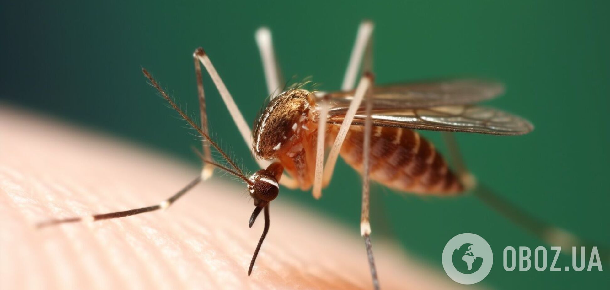 Чим зняти свербіж після укусу комарів: допоможуть звичні продукти