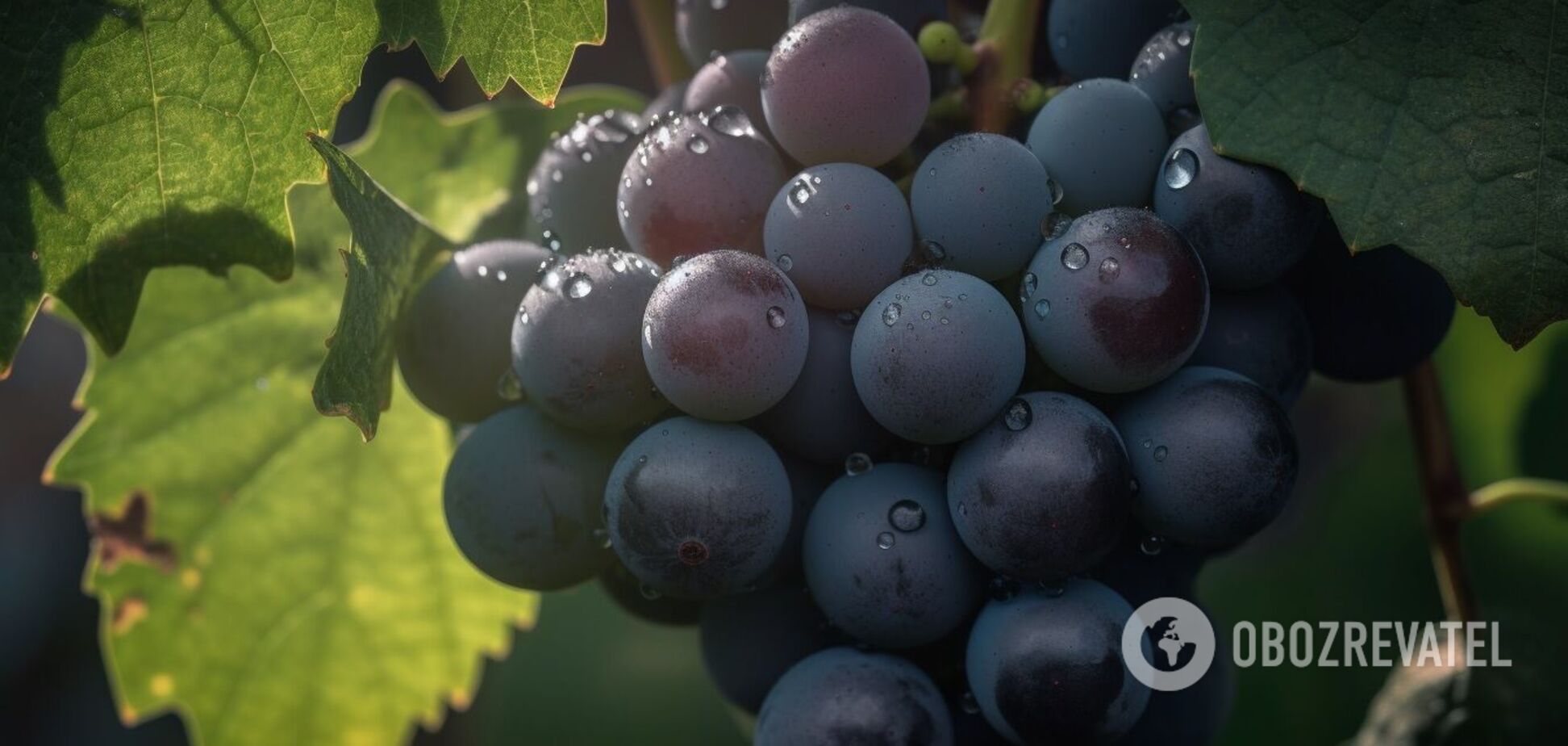 Чим підживити виноград у серпні: урожай поб’є всі рекорди