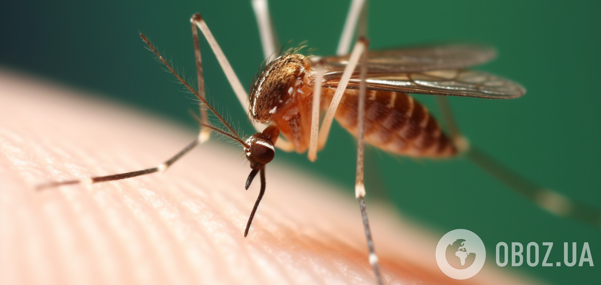 Какие цвета привлекают комаров, и что лучше не надевать