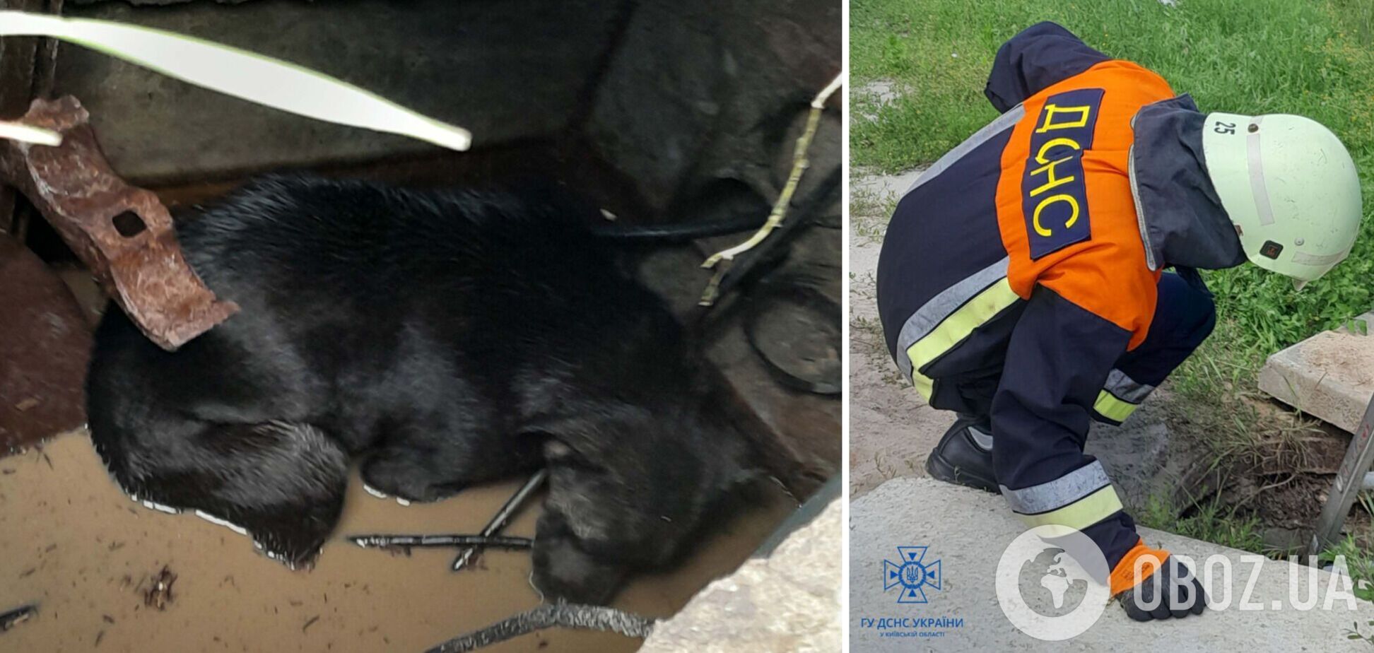Рятувальники підняли собаку на поверхню