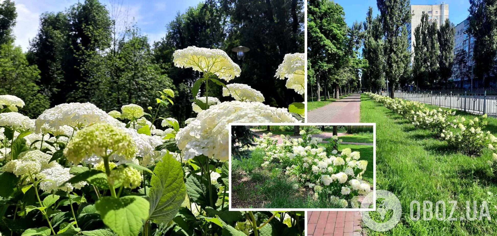 Длина аллеи составляет почти километр