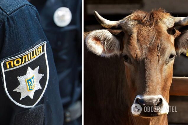 Полиция закрыла уголовное дело об изнасиловании коровы на Хмельнитчине – UAnimals