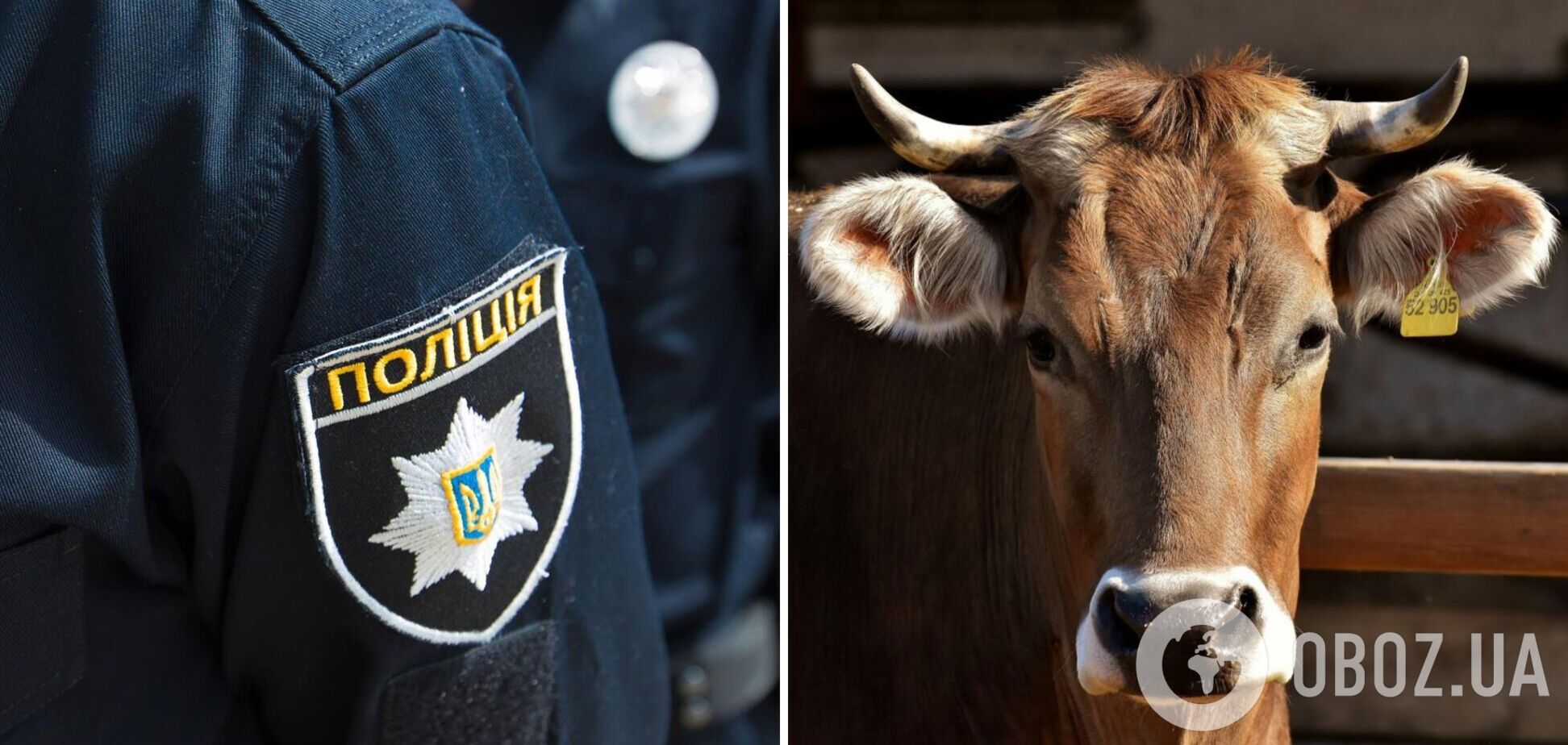Полиция закрыла уголовное дело об изнасиловании коровы на Хмельнитчине – UAnimals