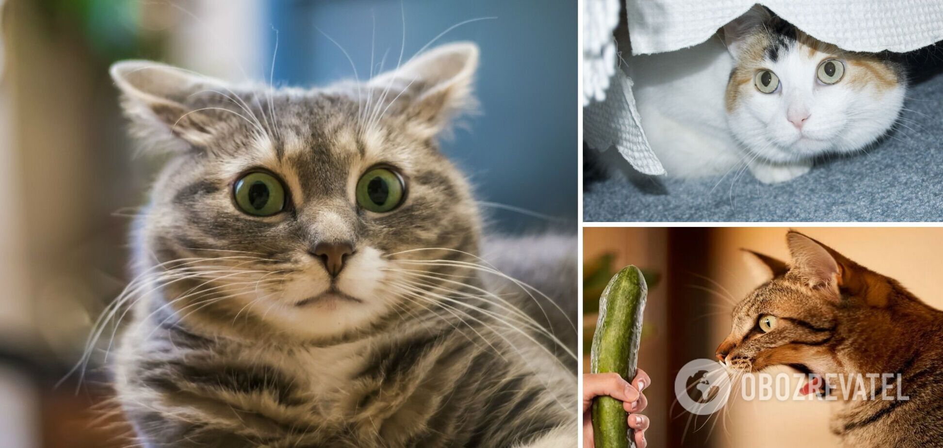 Какой продукт вызывает у котов панику: вы будете удивлены