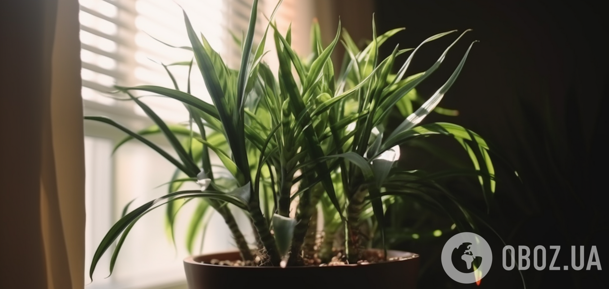 Какие комнатные растения поглощают тепло: подборка природных охладителей