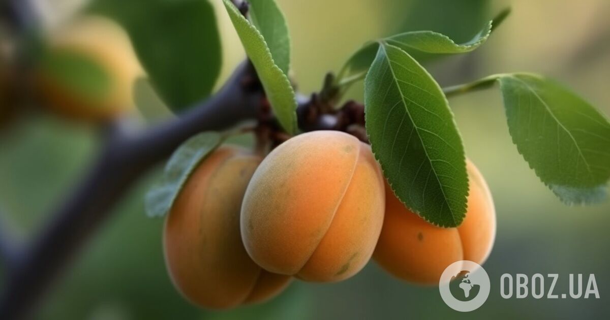 3. Застосування підживлення