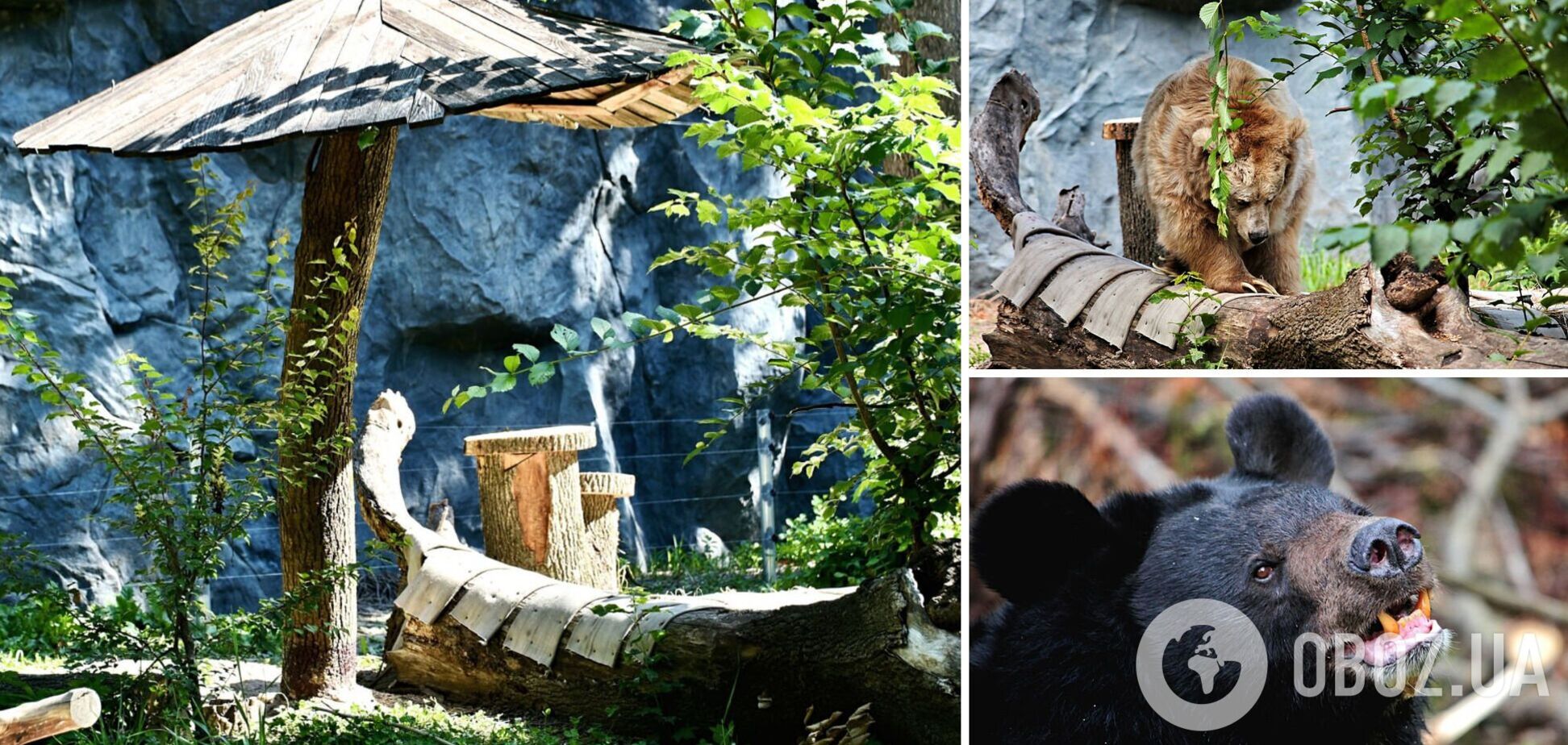 Для ведмедів створили усі необхідні умови