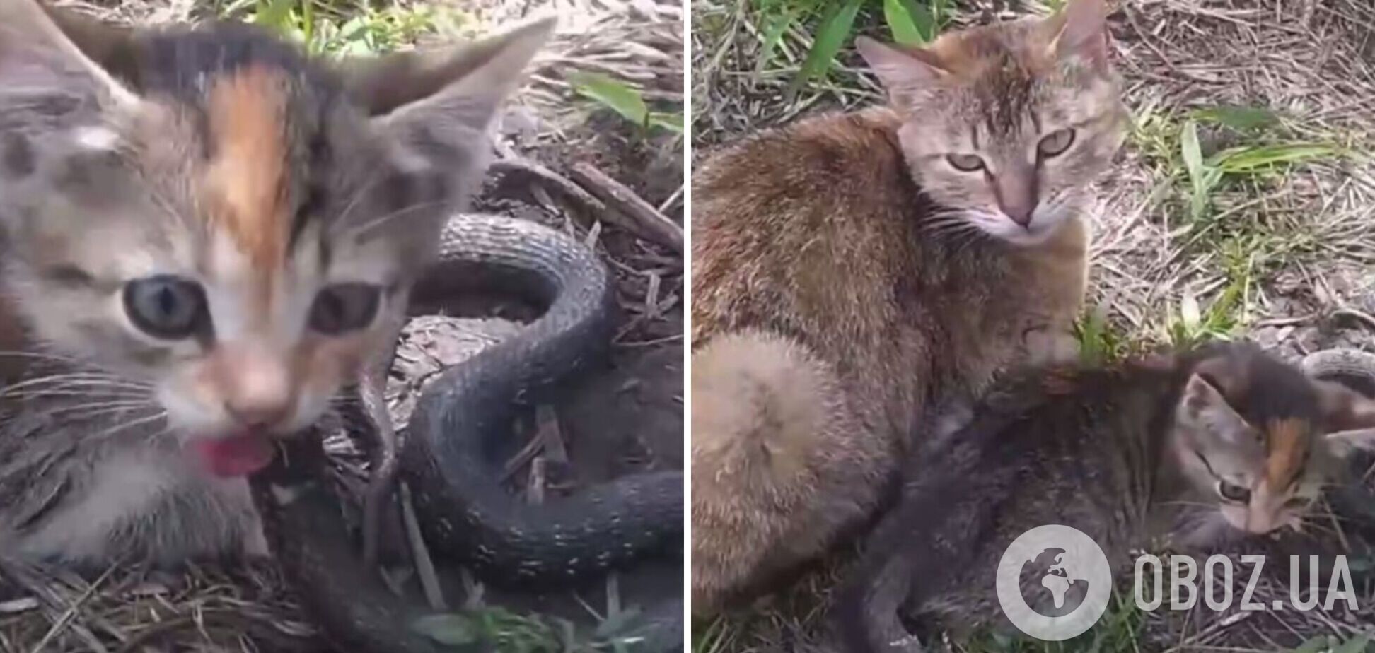 На Хмельнитчине кошка поймала змею больше себя. Видео