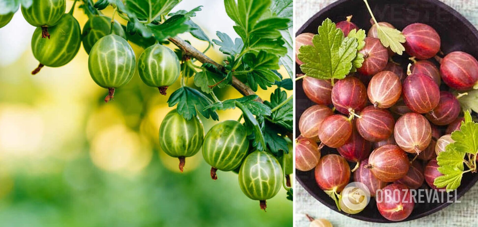 Аґрус – більше корисної інформації про добре знайому ягоду