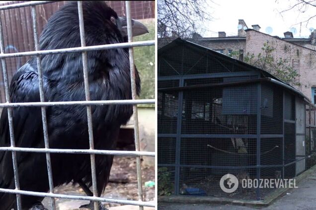 Двери клетки, где жила птица, были открыты