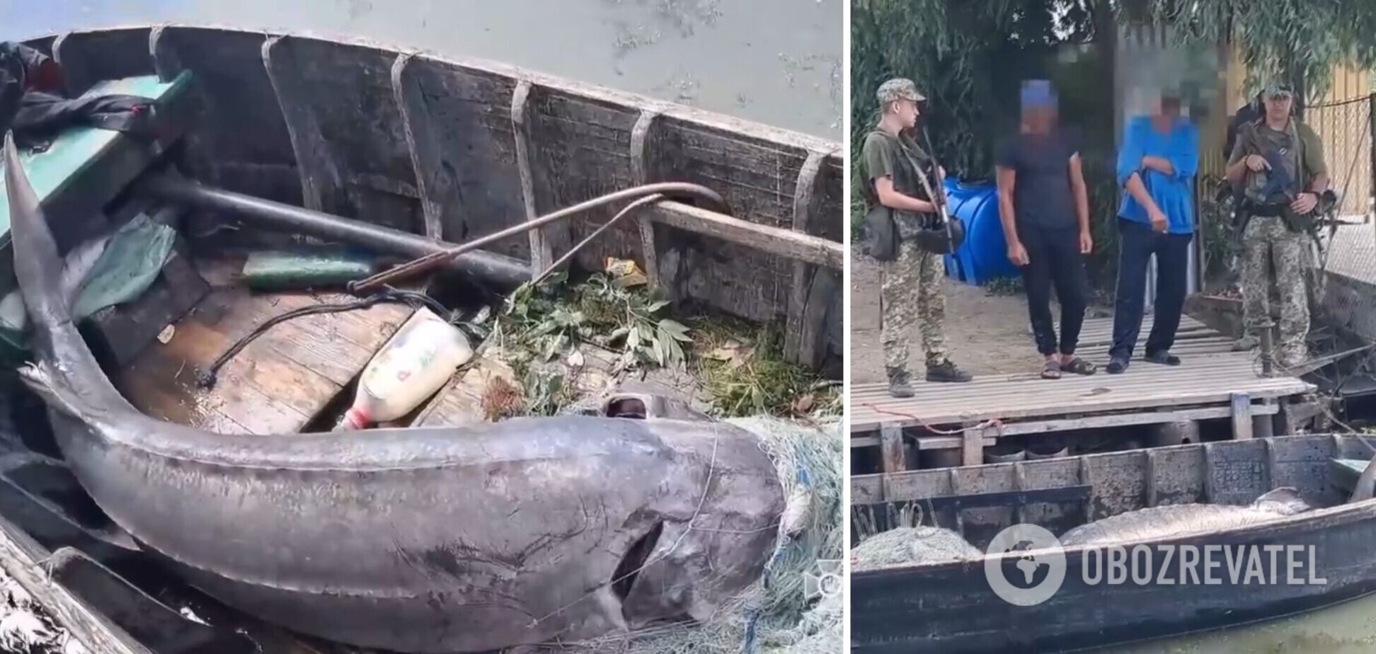 На Одещині  браконьєри вбили 125-кілограмову білугу, занесену до Червоної книги. Відео