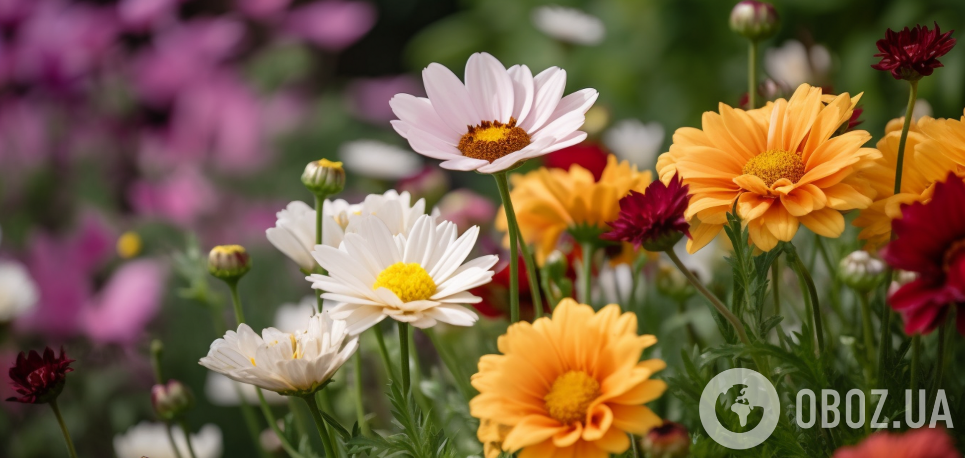 Ростуть у будь-яких умовах: шість найкращих варіантів квітів для саду