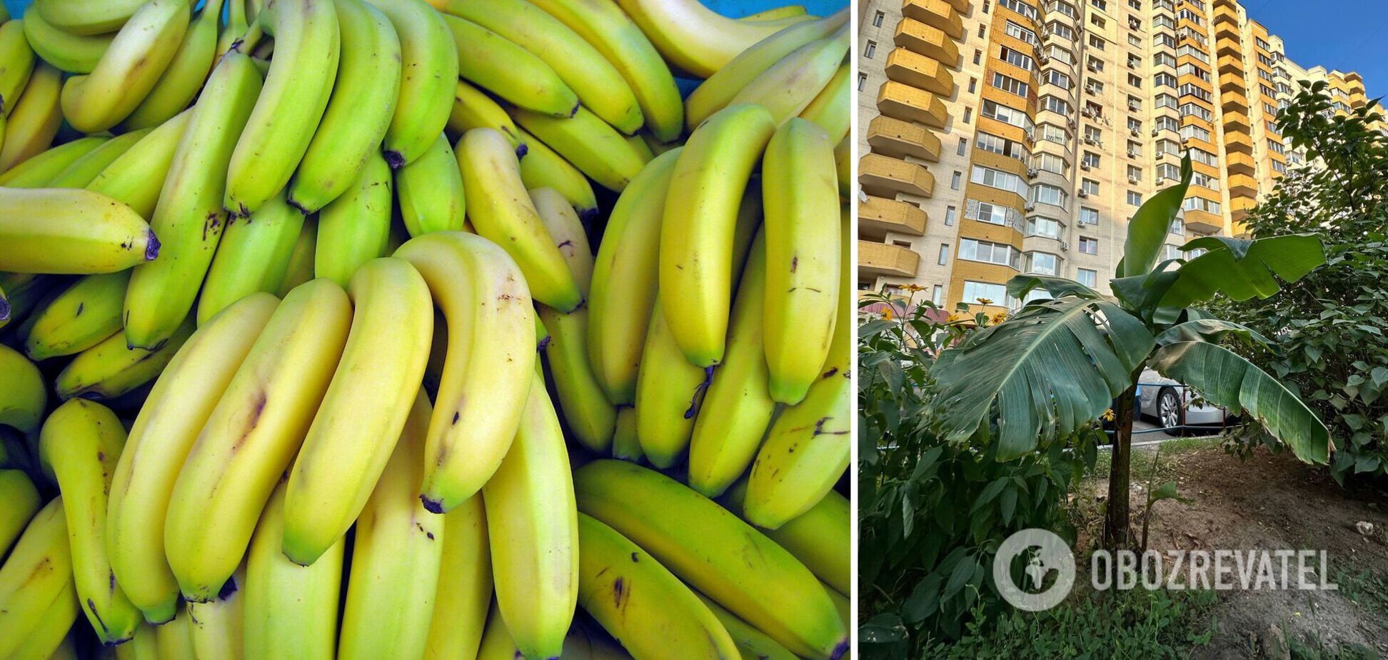 Банан во дворе столичной многоэтажки