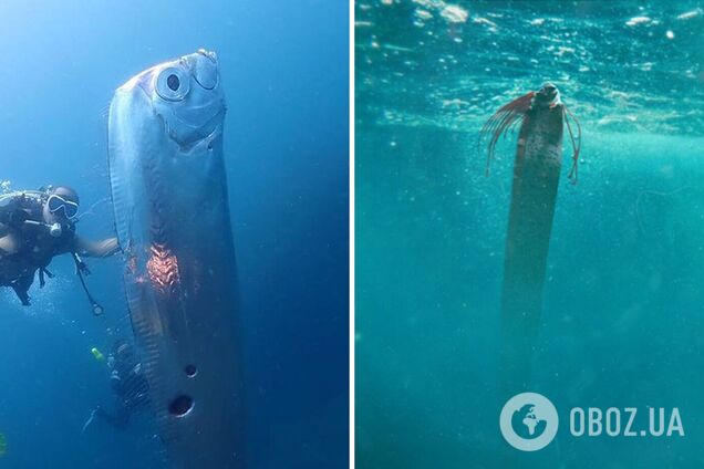 У Тайваня заметили 'рыбу Судного дня': какую катастрофу предвещает загадочное существо. Фото