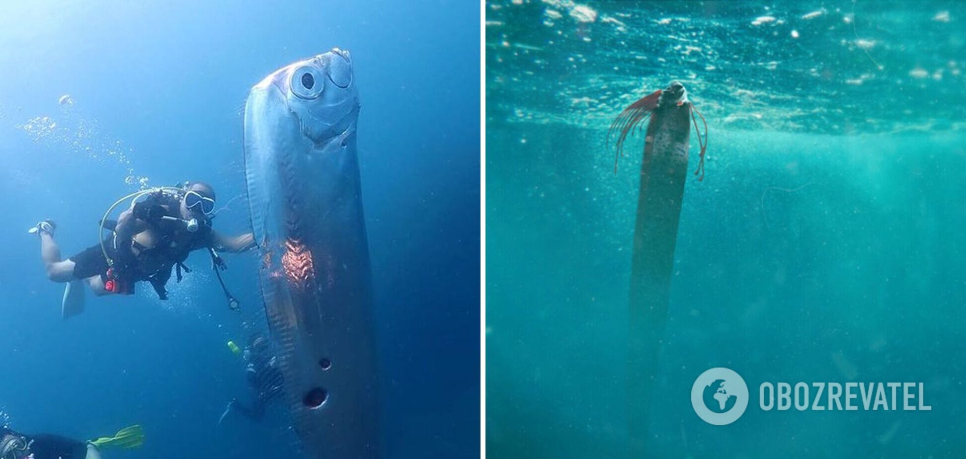 Біля Тайваню помітили 'рибу Судного дня': яку катастрофу віщує загадкова істота. Фото